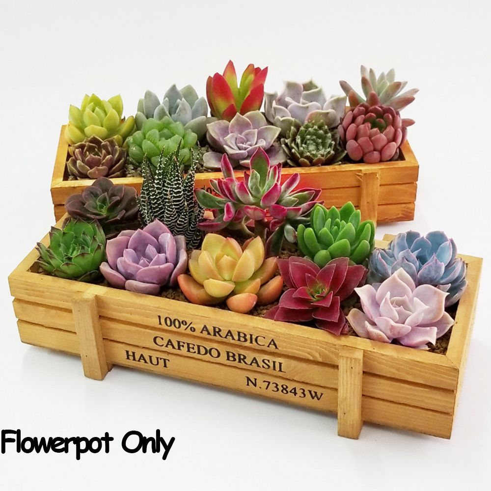 Echeveria Succulent - Herramientas para decoración de jardín, macetas