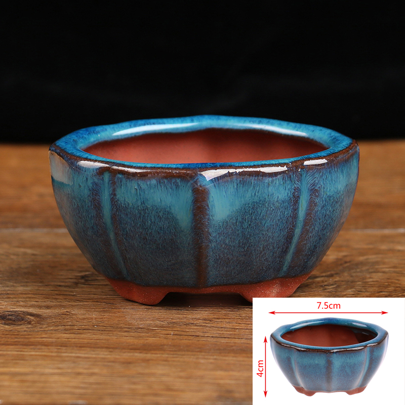 Mini maceta de cerámica para b - Echeveria Succulent reseña y precio