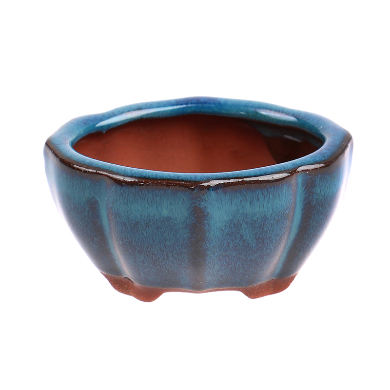 Mini maceta de cerámica para b - Echeveria Succulent reseña y precio