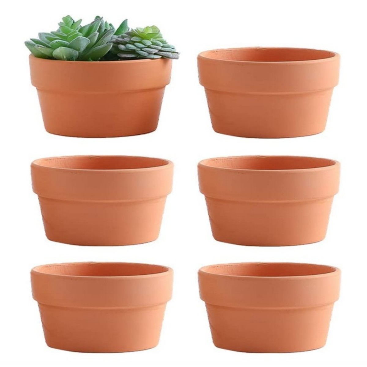 6 uds macetas de terracota Bul - Echeveria Succulent reseña y precio