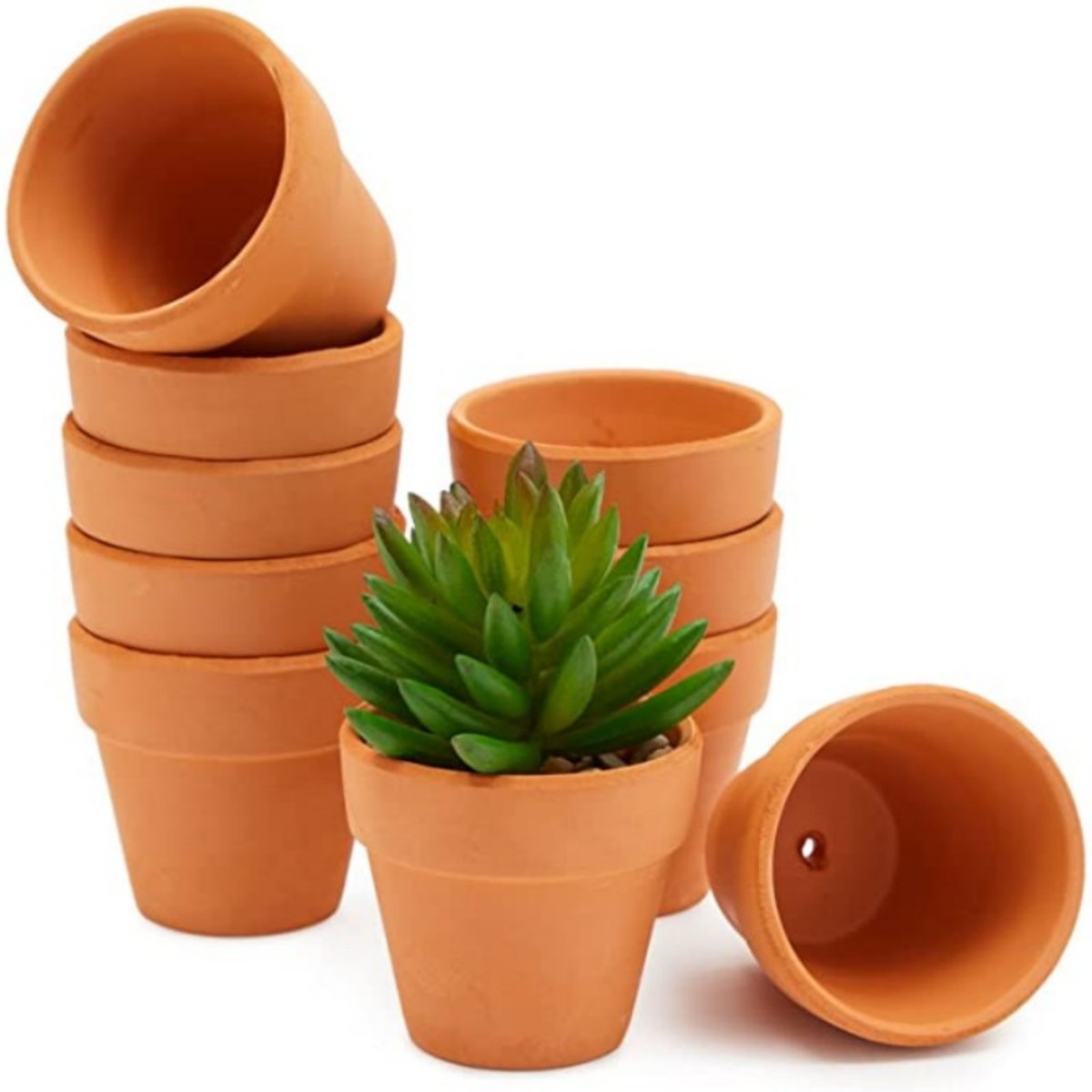 16 Uds. Macetas de cabaña de 1 - Echeveria Succulent reseña y precio