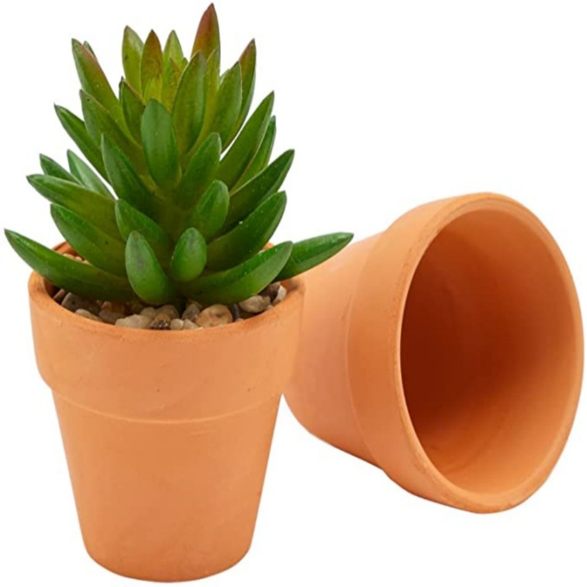 16 Uds. Macetas de cabaña de 1 - Echeveria Succulent reseña y precio