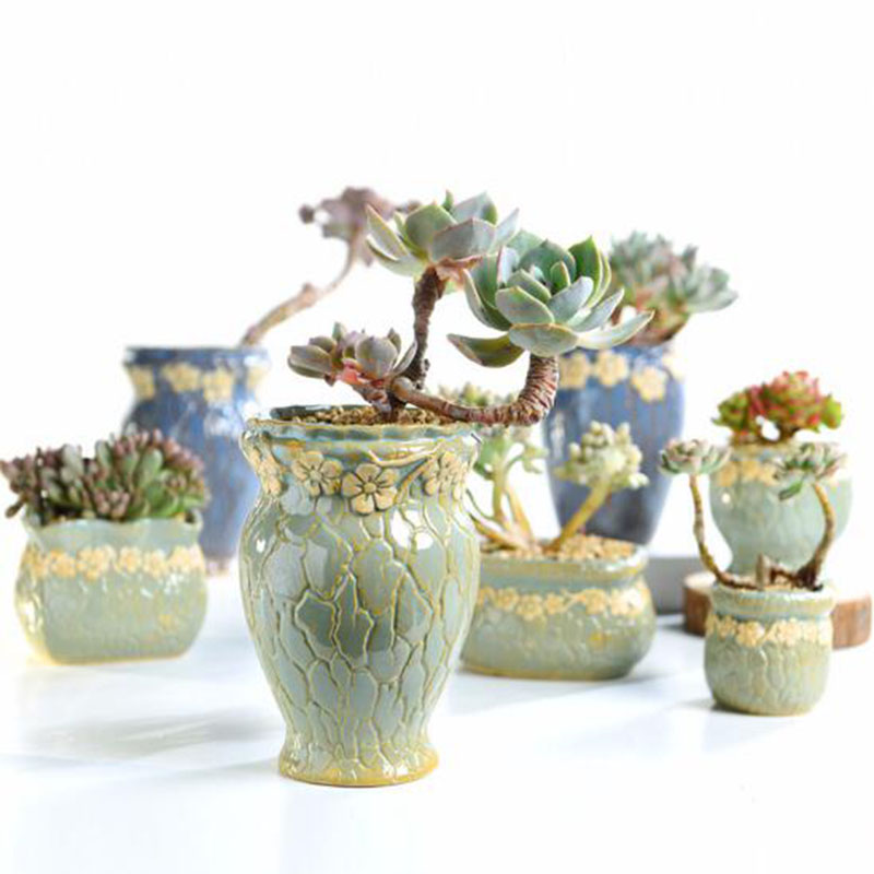 Maceta de plantas suculentas p - Echeveria Succulent reseña y precio