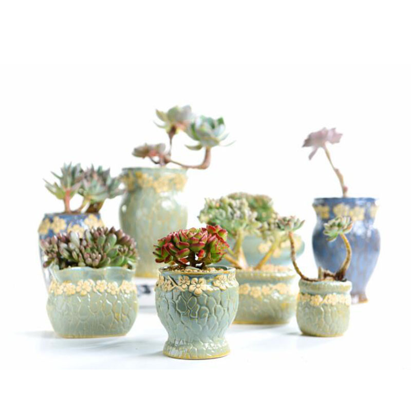 Maceta de plantas suculentas p - Echeveria Succulent reseña y precio