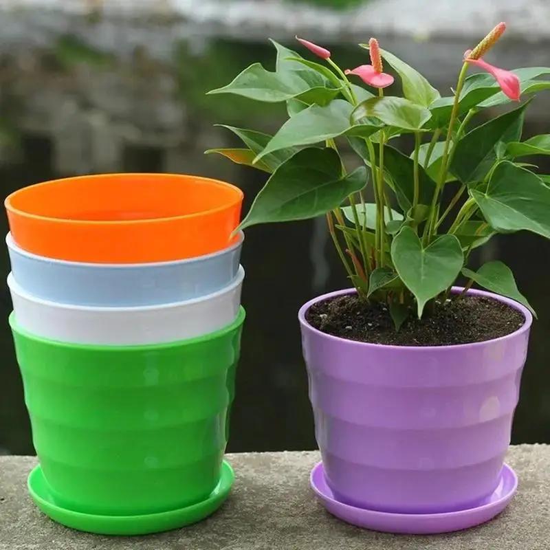 Maceta de plástico para planta - Echeveria Succulent reseña y precio