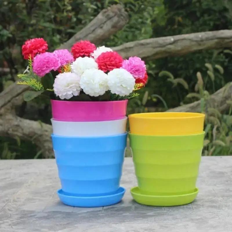 Maceta de plástico para planta - Echeveria Succulent reseña y precio