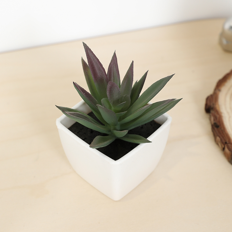 Mini taza de hadas suculenta A - Echeveria Succulent reseña y precio