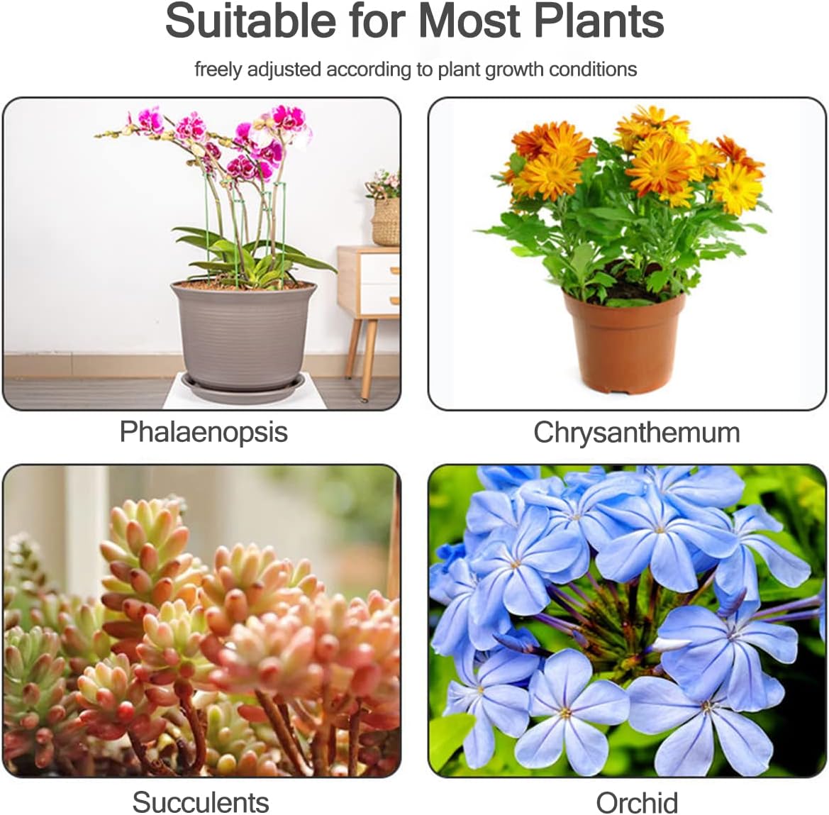 Estacas de Soporte para Planta - Echeveria Succulent reseña y precio